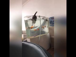 fun aquarium